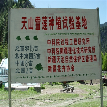 雪莲系列