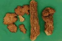 锁阳系列